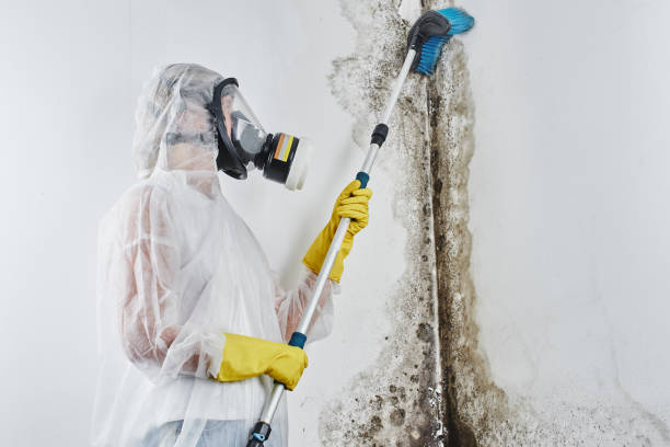 Best Attic Mold Removal  in Baraboo, WI