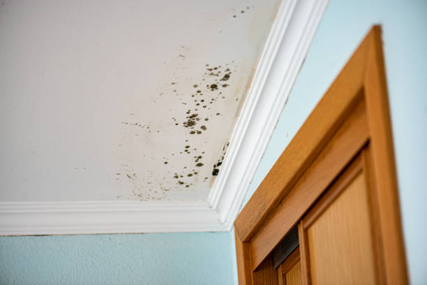 Best Black Mold Removal  in Baraboo, WI