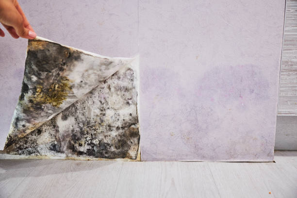 Best Fast Mold Removal  in Baraboo, WI
